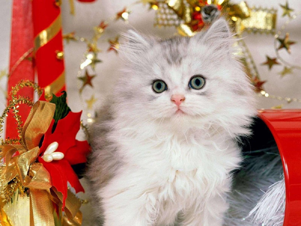 beautiful kitten cute image hd