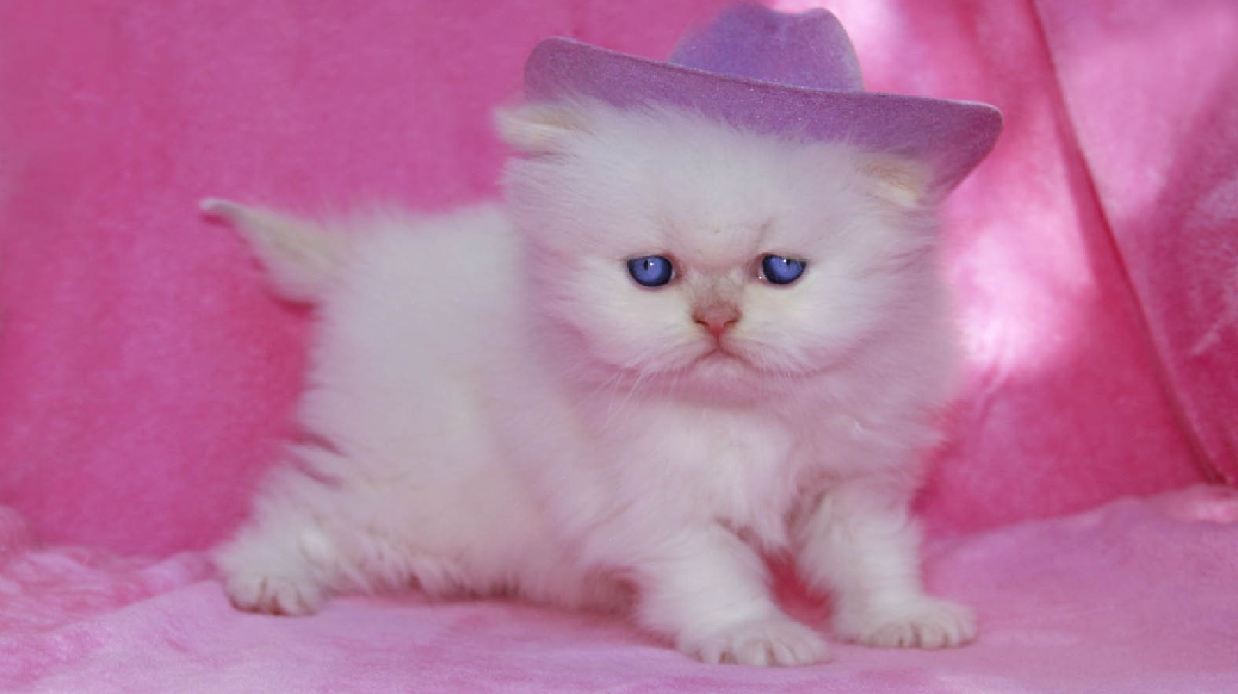 cute kitten hd wallpaper image