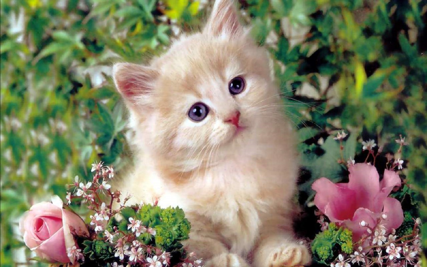 hd image for cutest kitten cat