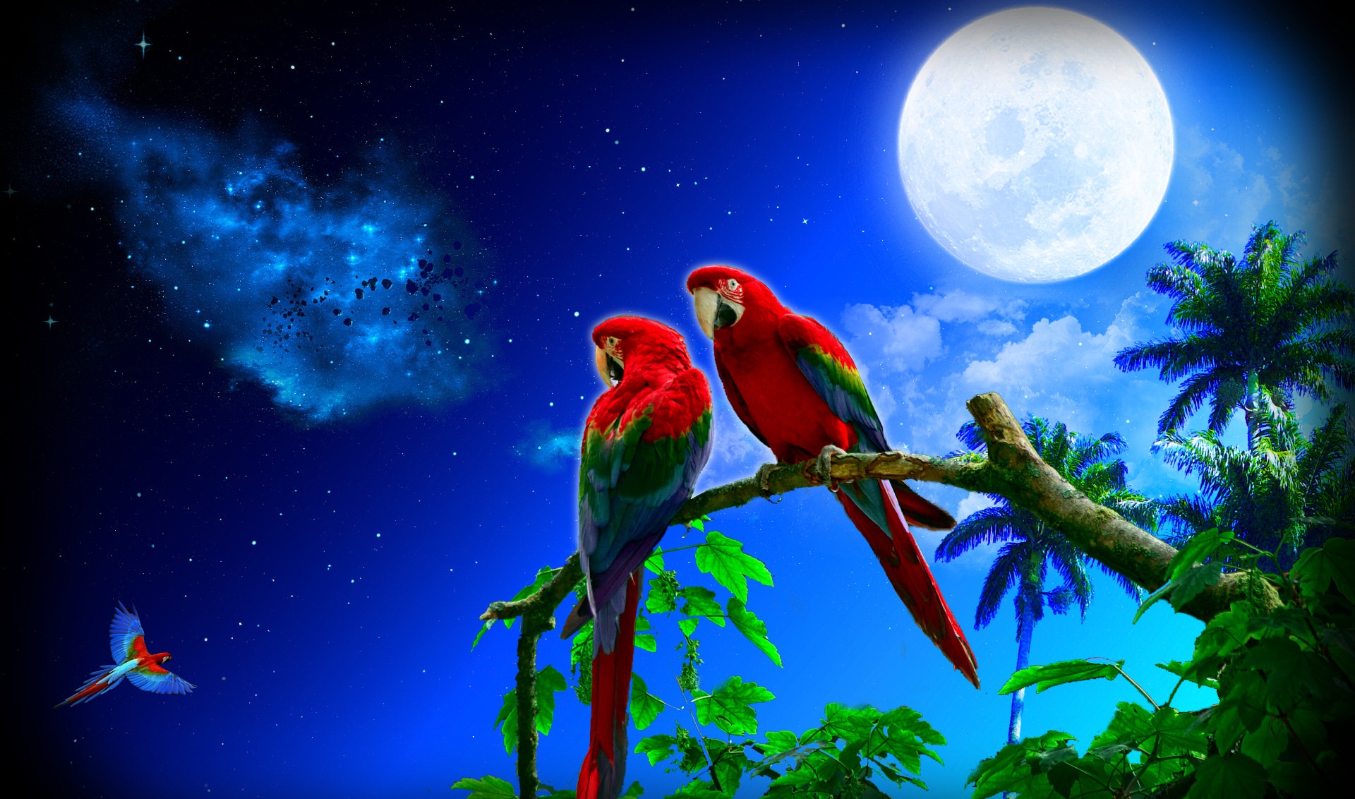 wallpaper hd of parrot image
