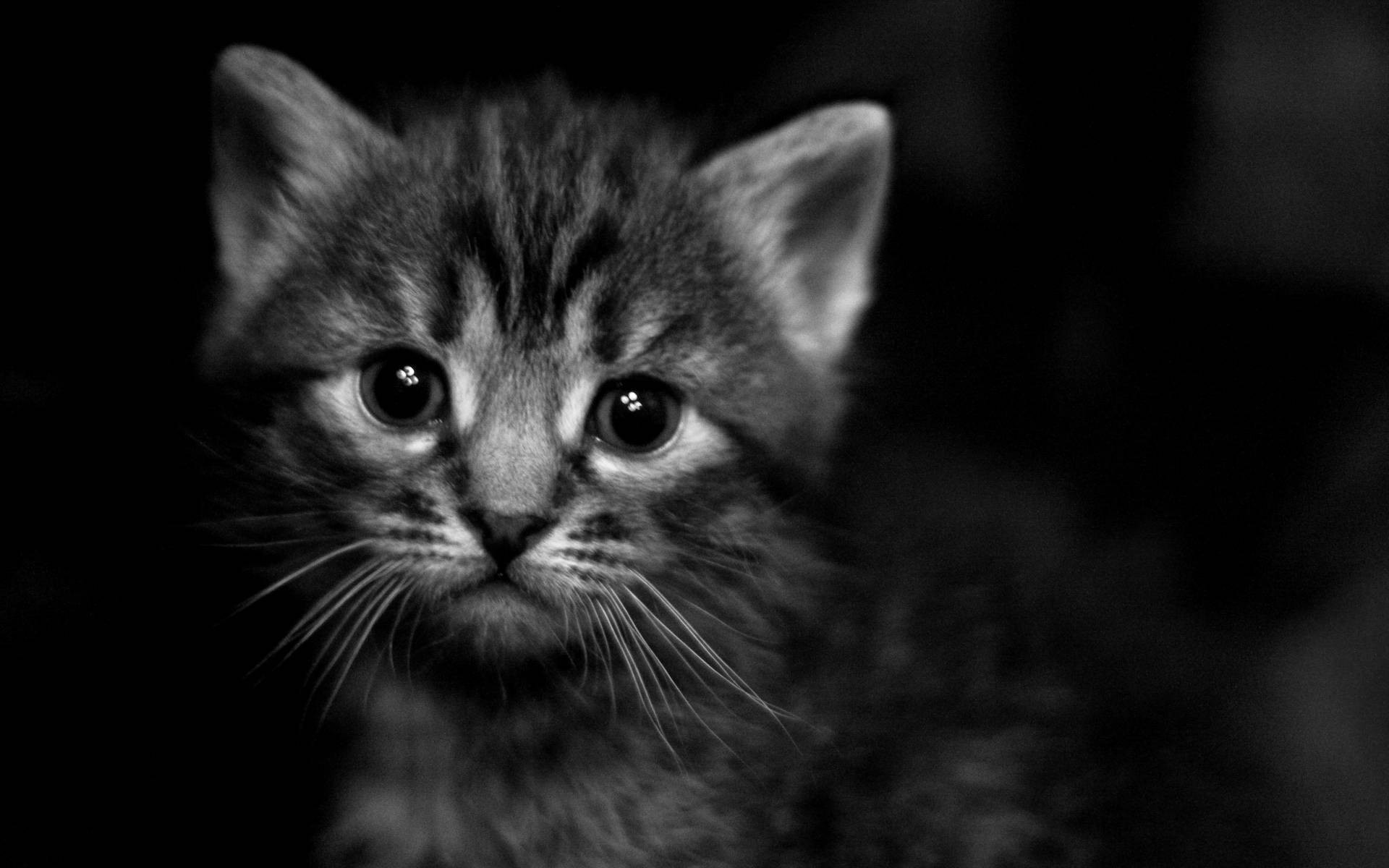 Black Greyscale Kittens Dark Animals Cats Images Background Baby Animal images