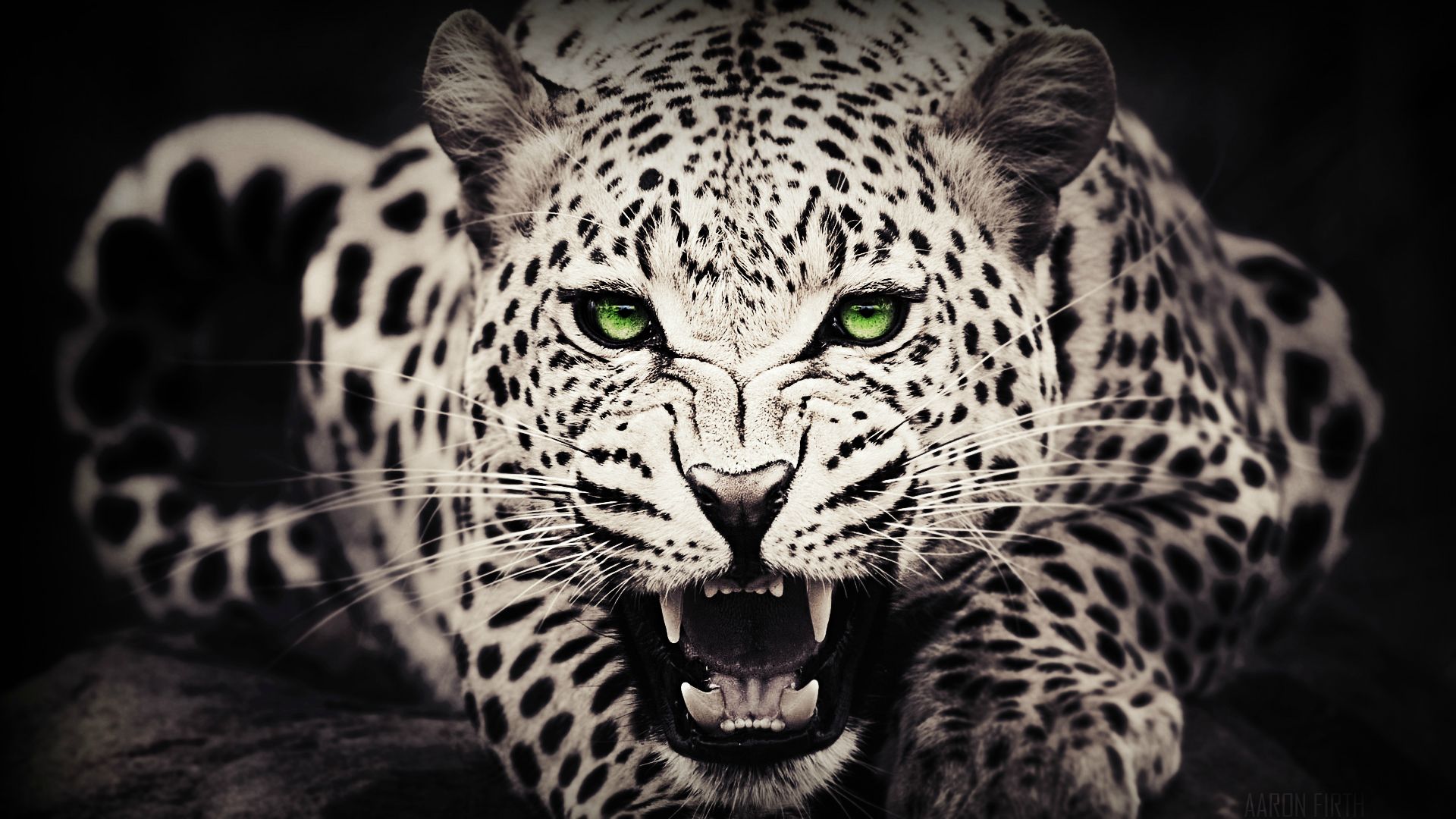 Leopard Black HD image