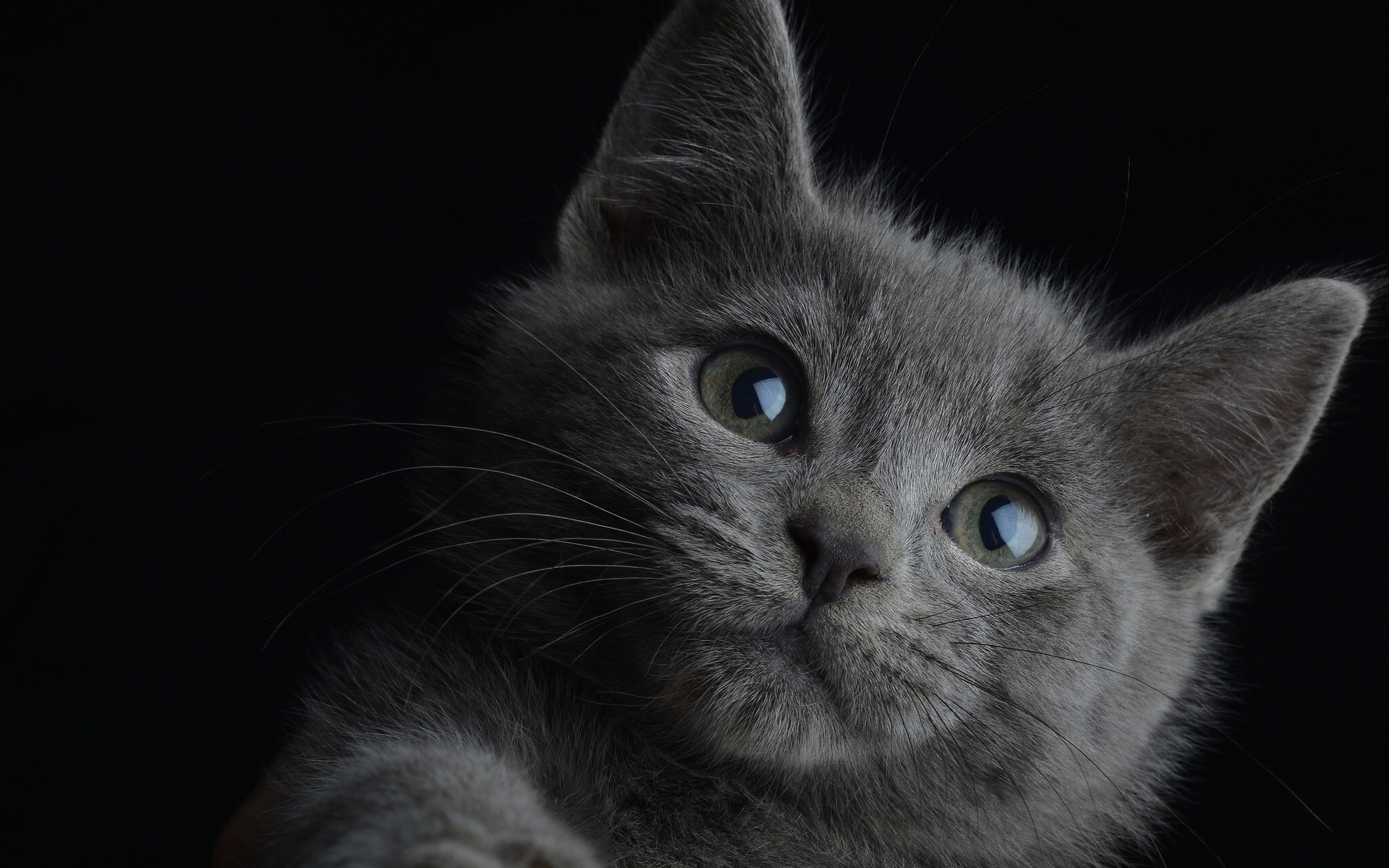 Gray kitten in the dark Images