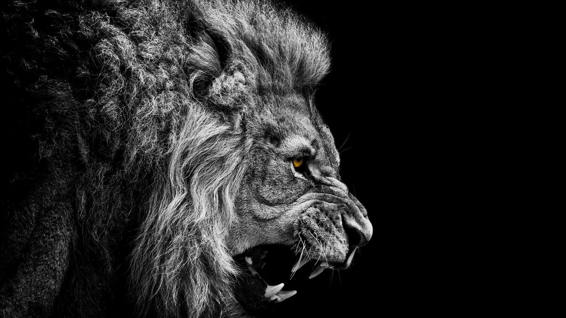 Lion Roar Wallpaper Black