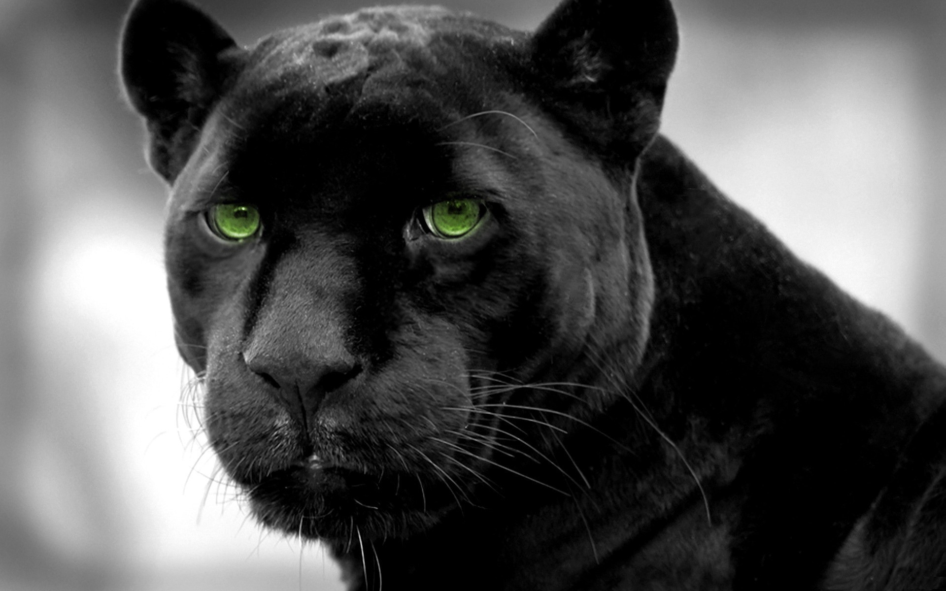 Panther Black 1080 wallpaper