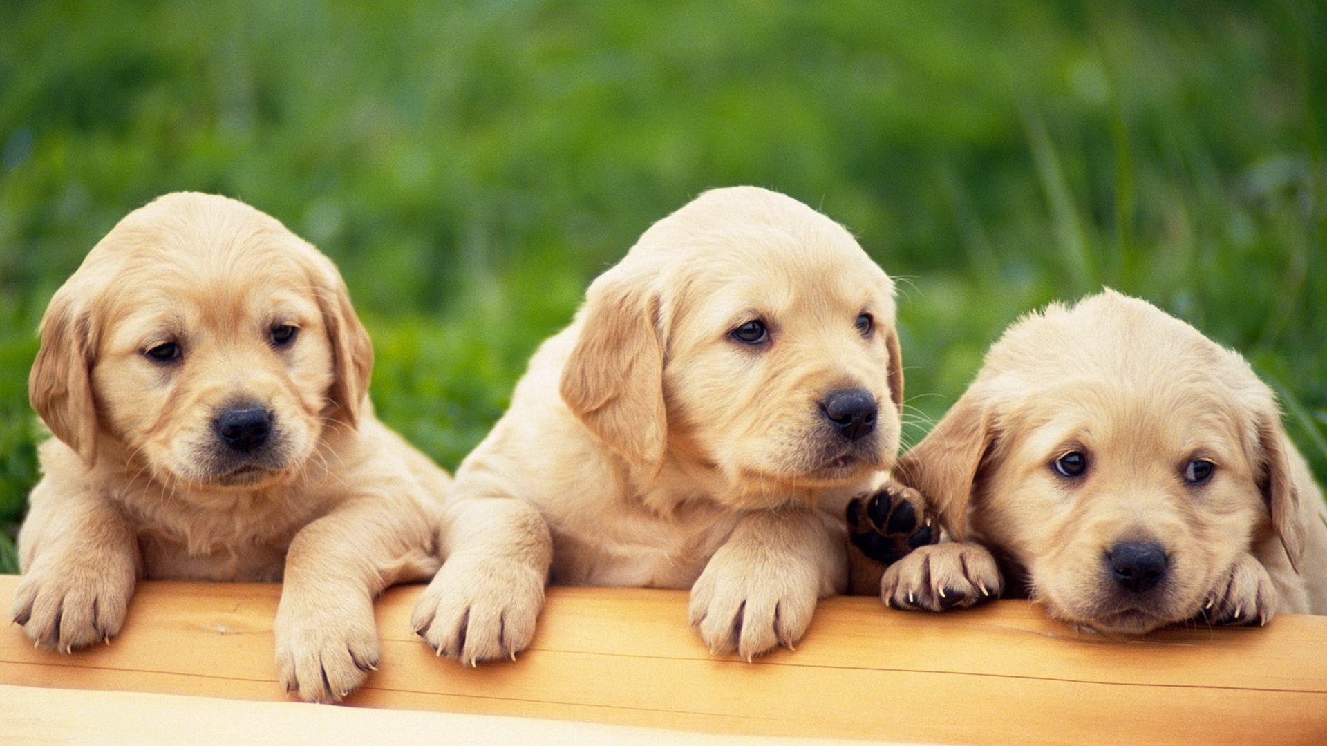 Cute Puppy wallpapers HD
