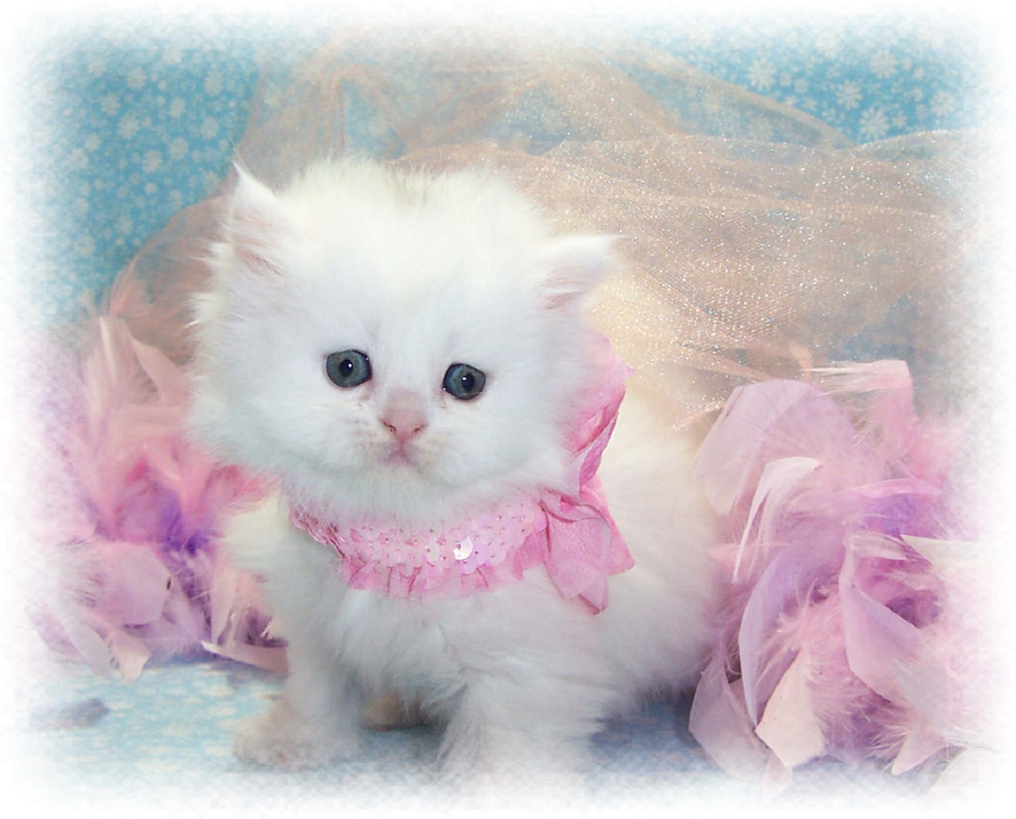 Beautiful Kittens & Cute Cat Images & Wallpapers Free Download