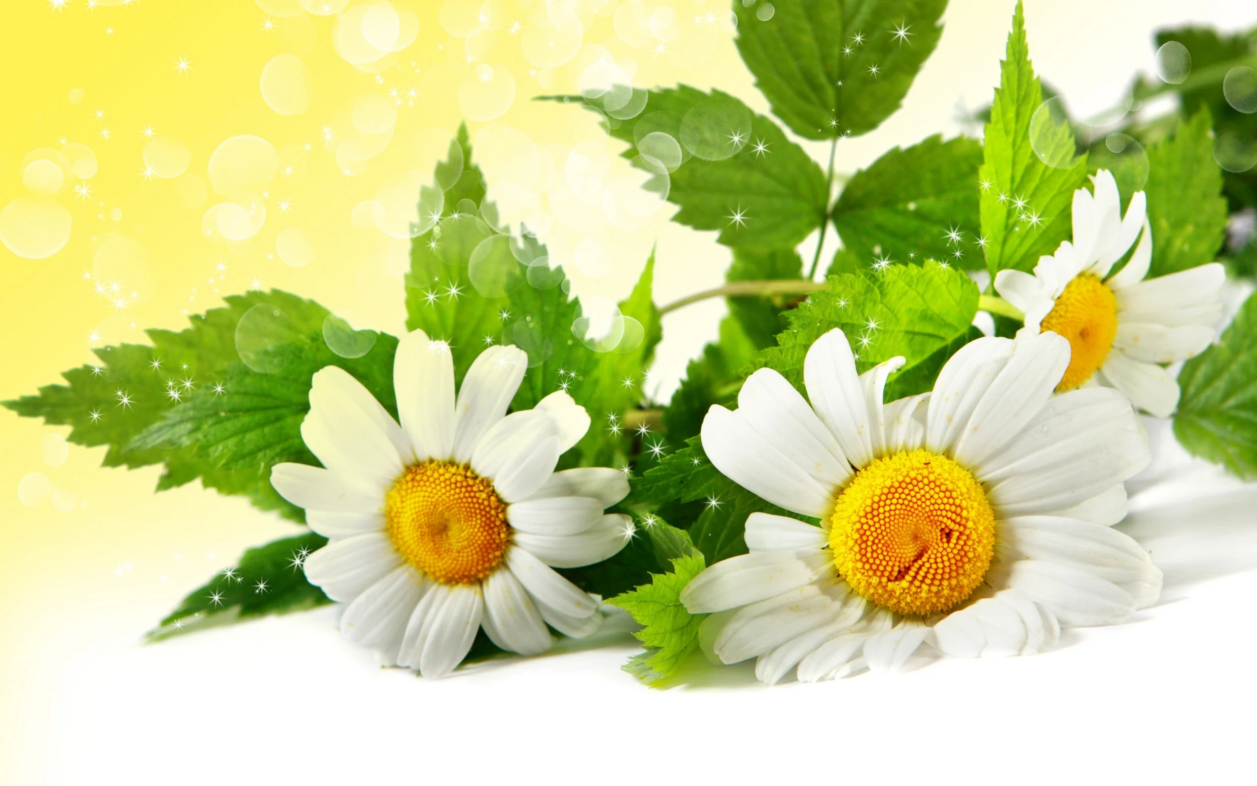 beautiful hd flower wallpapers 2017