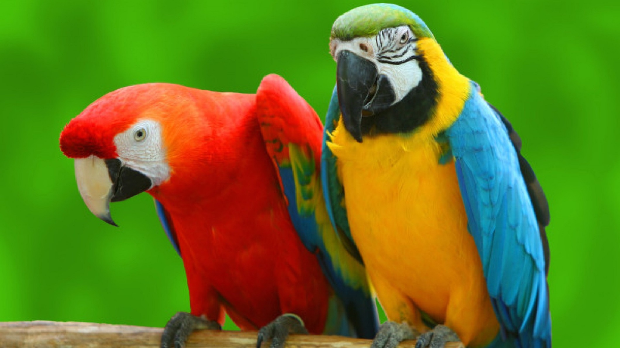 beautiful parrot images 2017