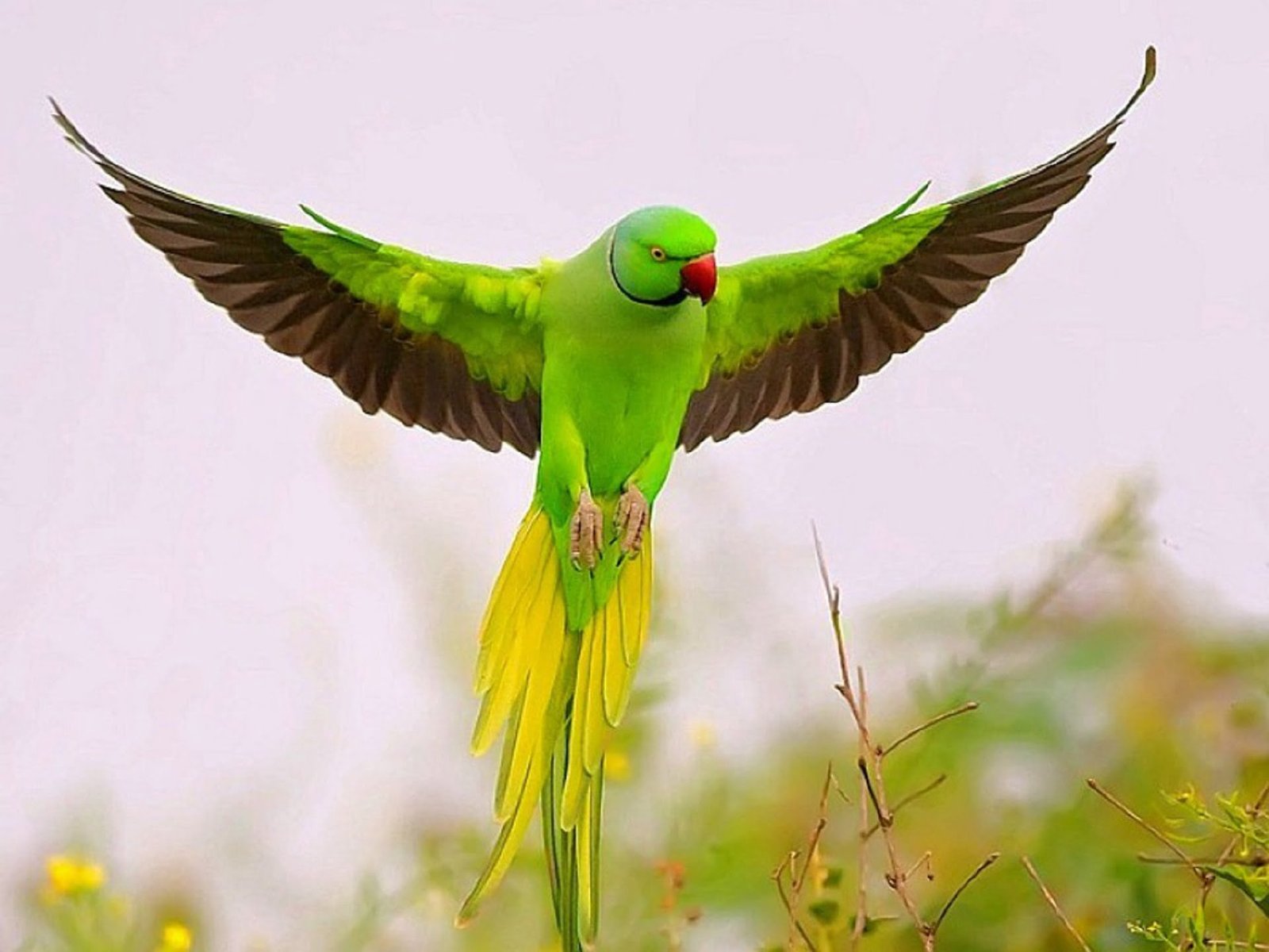 flying parrot image beautiful wallpaper hd