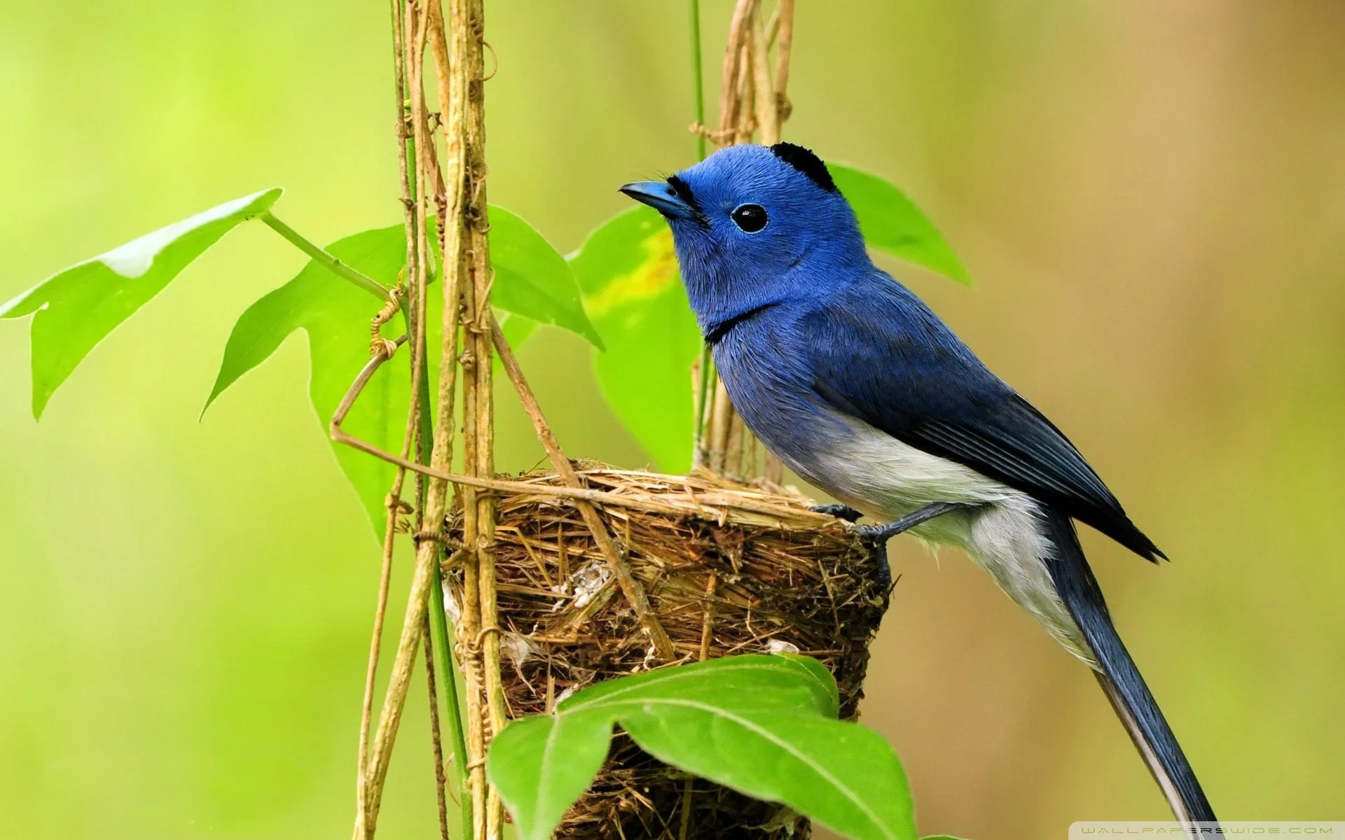 hd wallpaper of beautiful birds