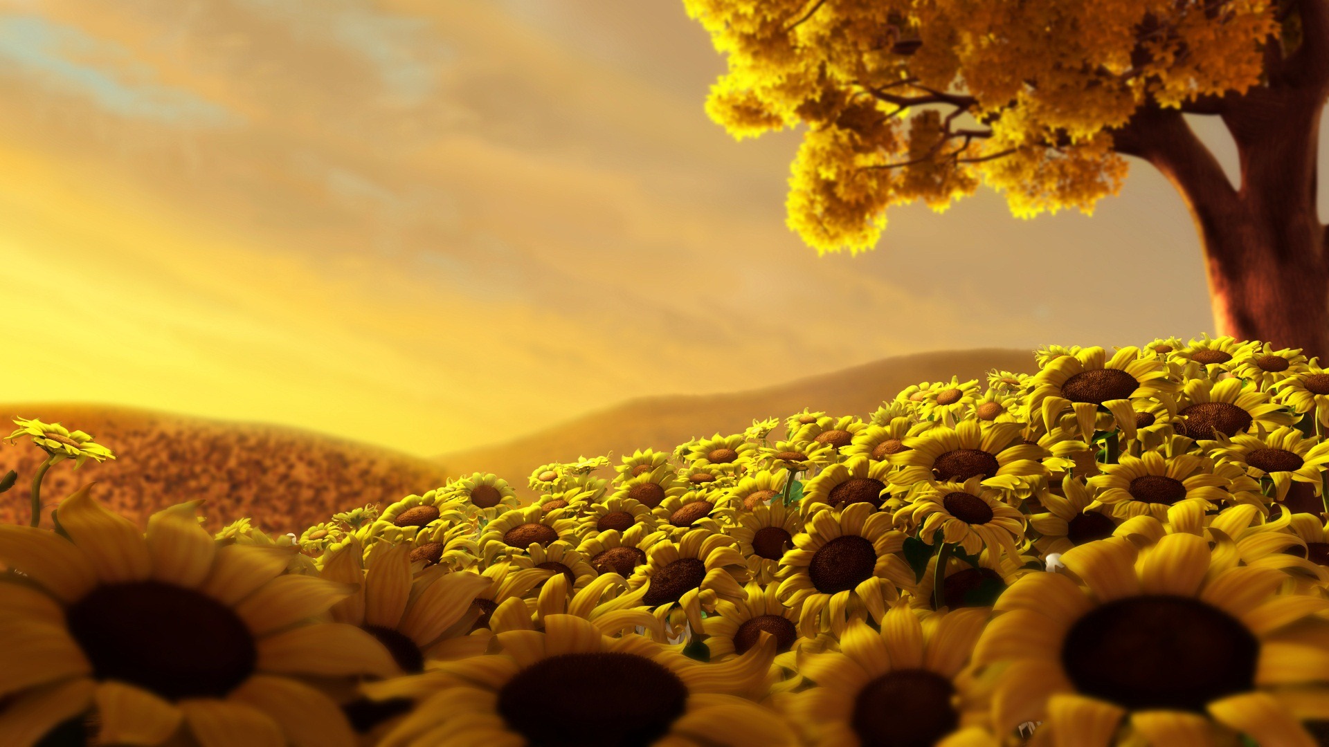 sun flower wallpaper hd image