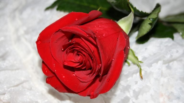 beautiful rose wallpaper 2017