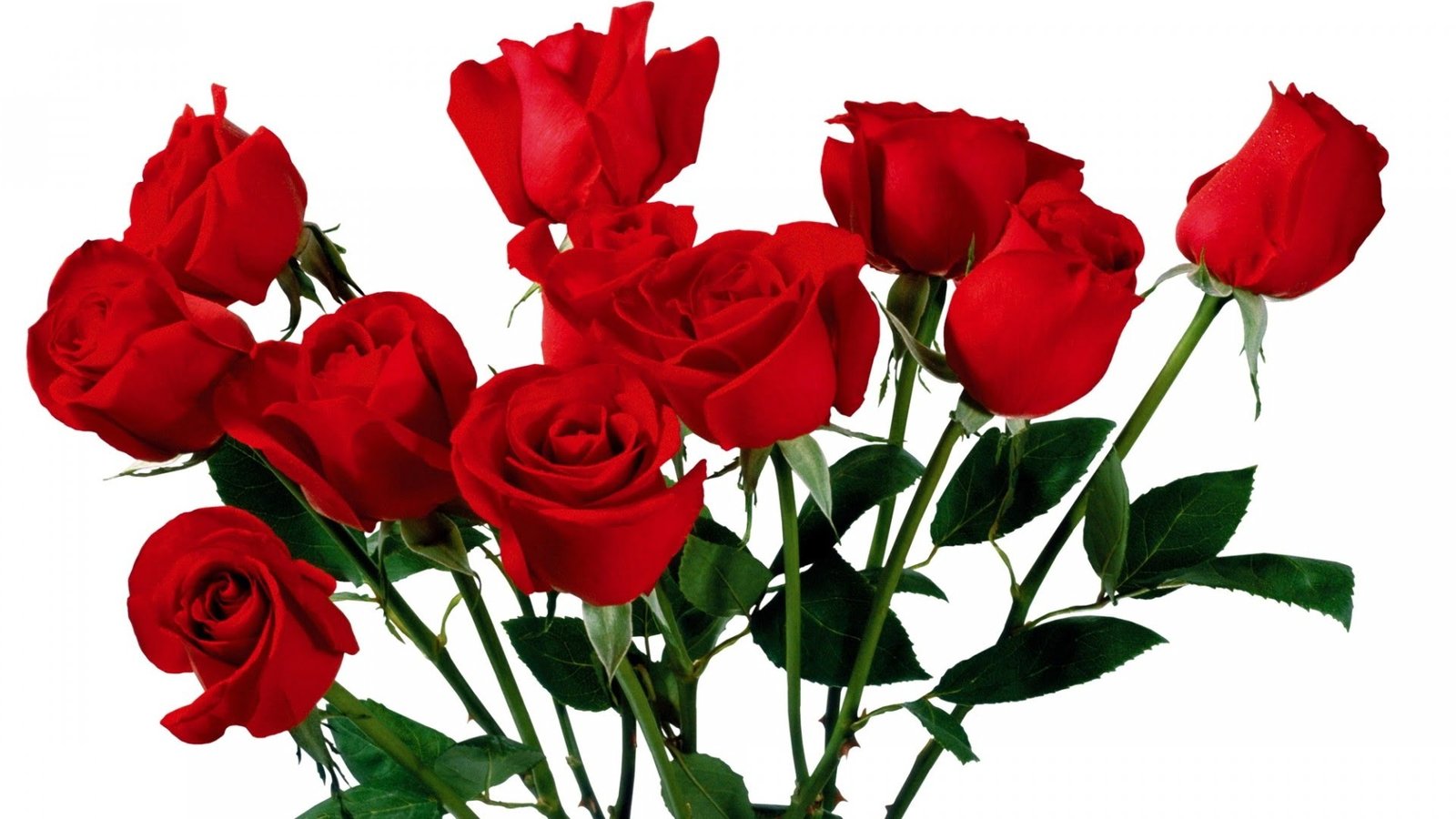 Beautiful Red Rose Images & HD Wallpapers Beautiful Red Rose Images & HD Wallpapers