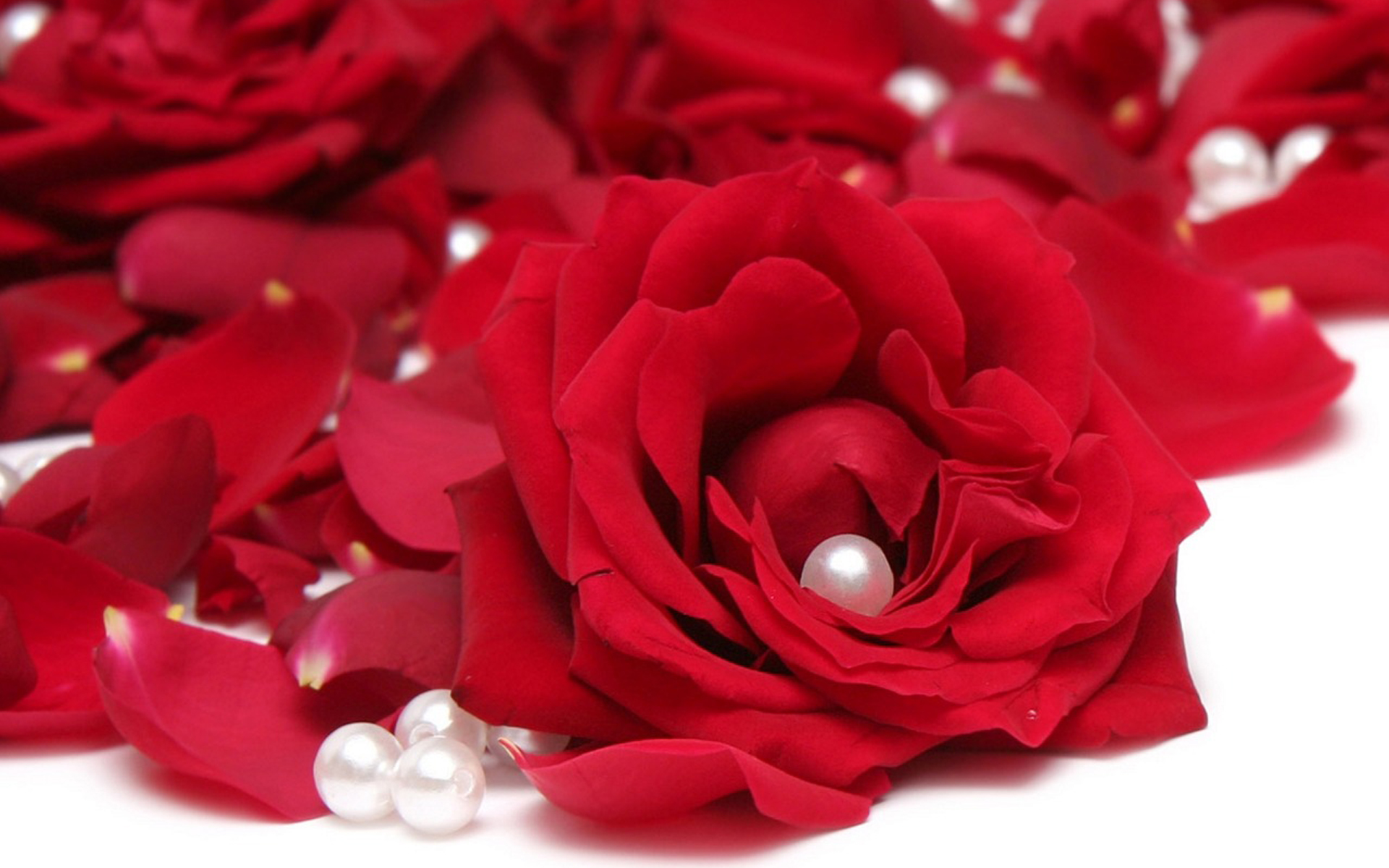 Beautiful Red Rose Images & HD Wallpapers