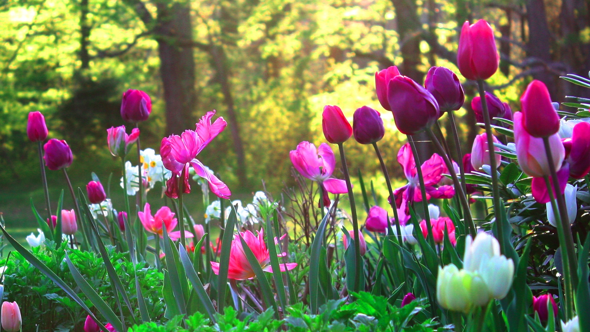 Beautiful & Lovely Spring Wallpapers HD Images