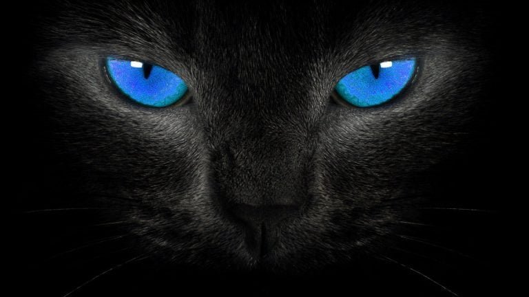 Cat Black Wallpapers HD