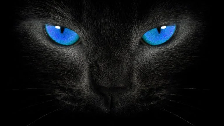 Cat Black Wallpapers HD