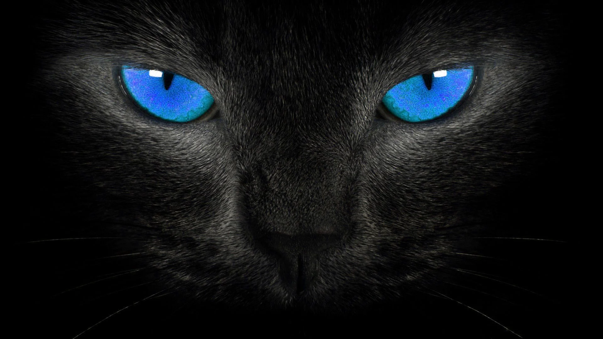 Cat Black Wallpapers HD