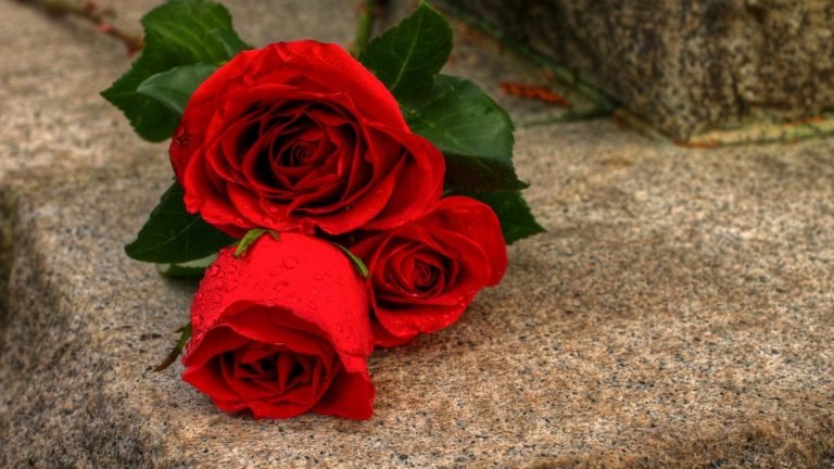 beautiful rose flower images hd 2017