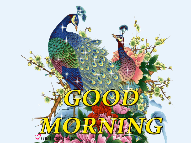 good-morning-gif-peacock
