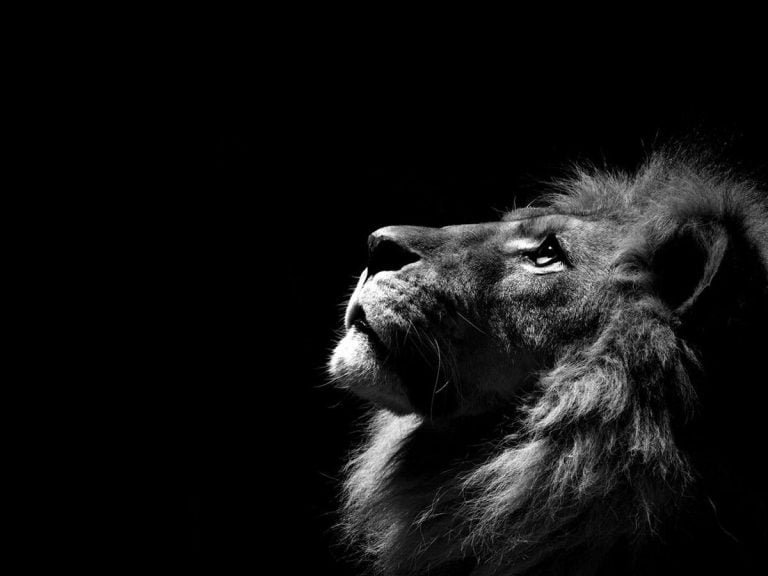 Black Lion Wallpaper HD