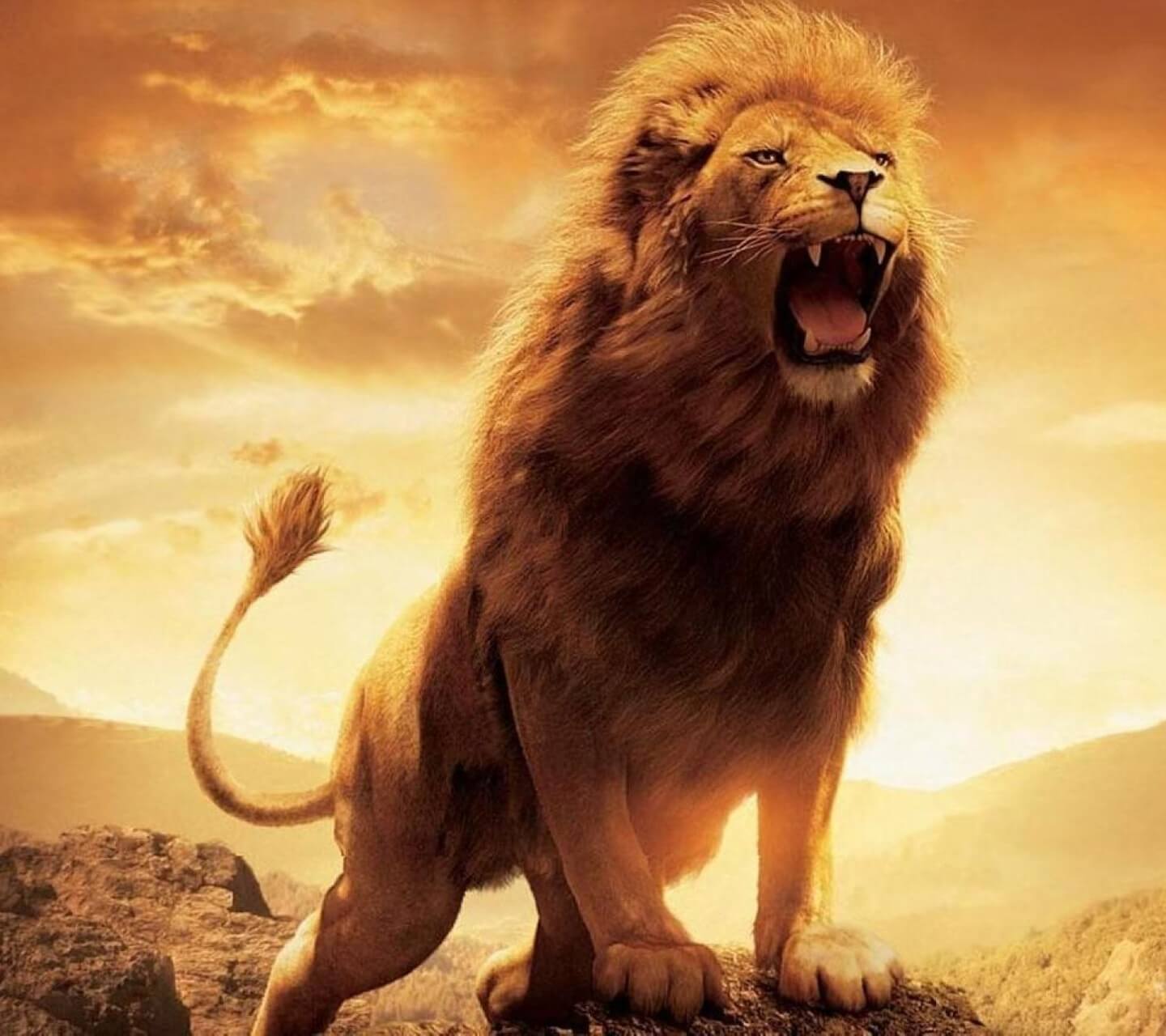 Lion Images | Animal Wallpaper