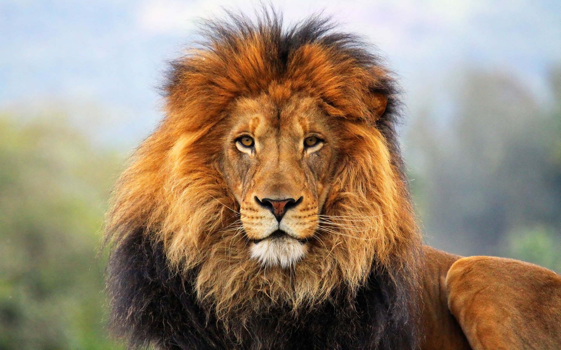 Lion Wallpaper images