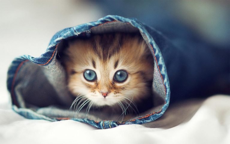 Beautiful kitten Wallpapers HD