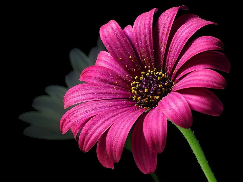 Daisy pollen flower Wallpapers