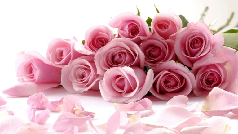 beautiful flower images 2018 picture