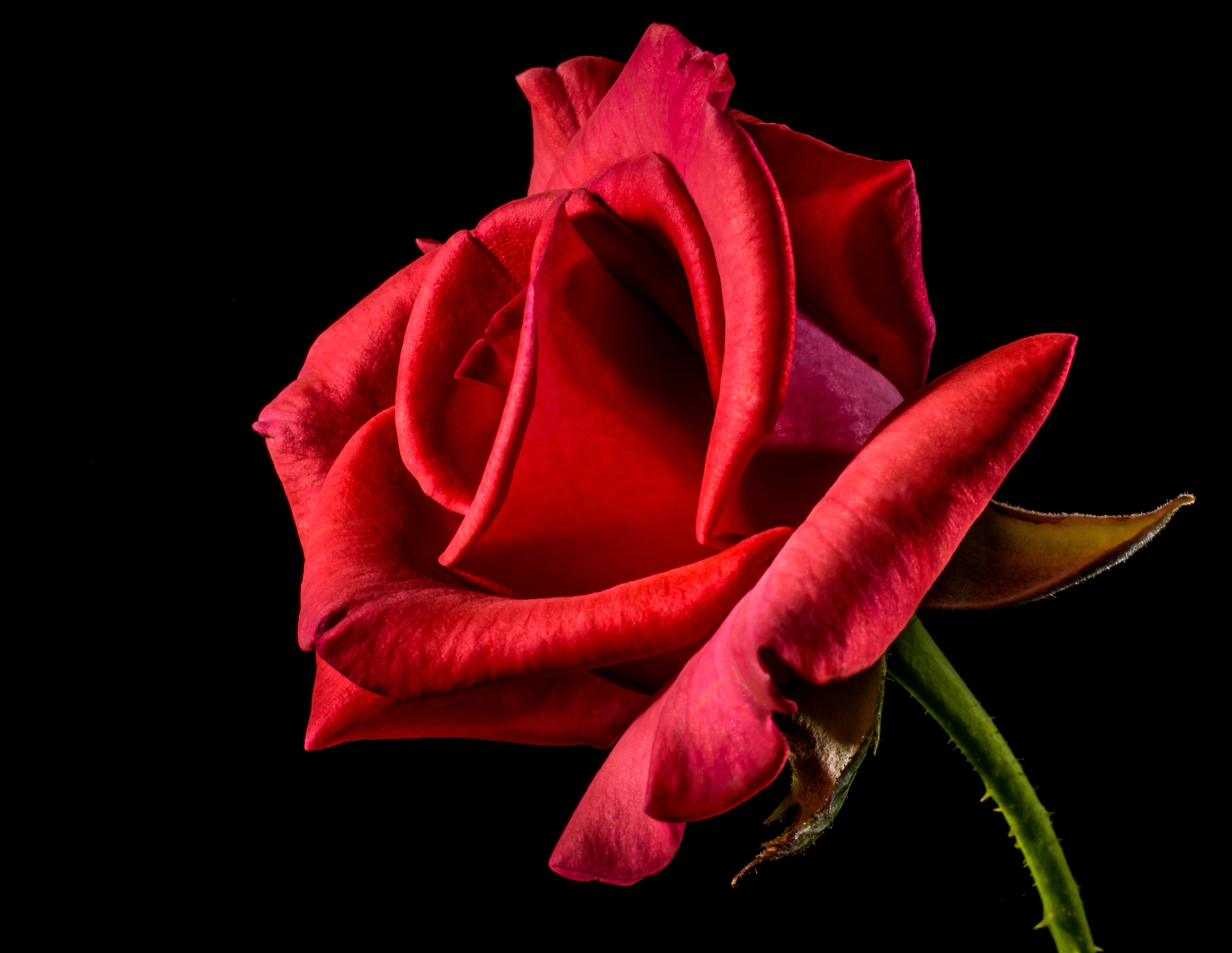 Flower Red Roses