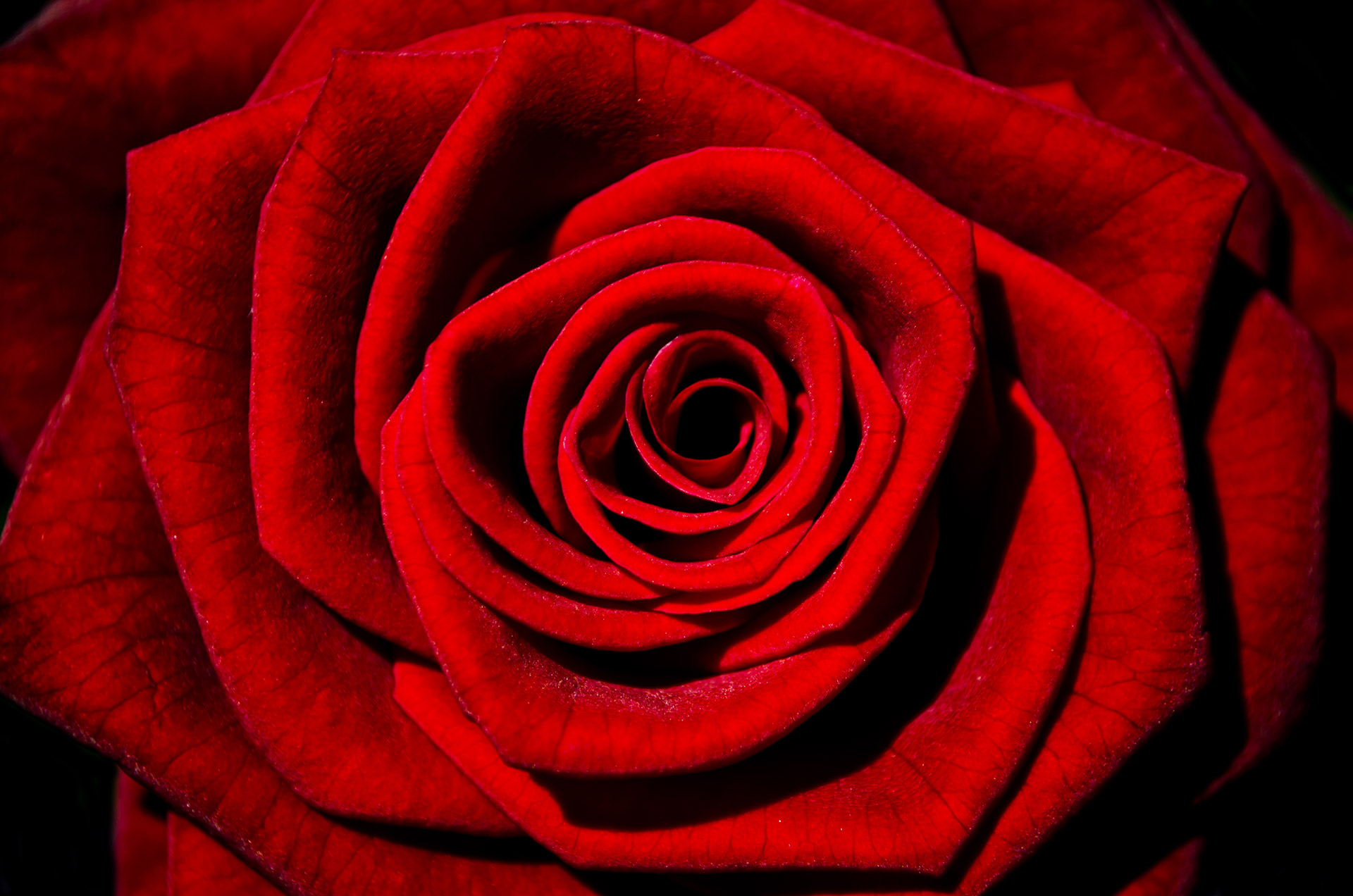 Red Rose HD wallpaper