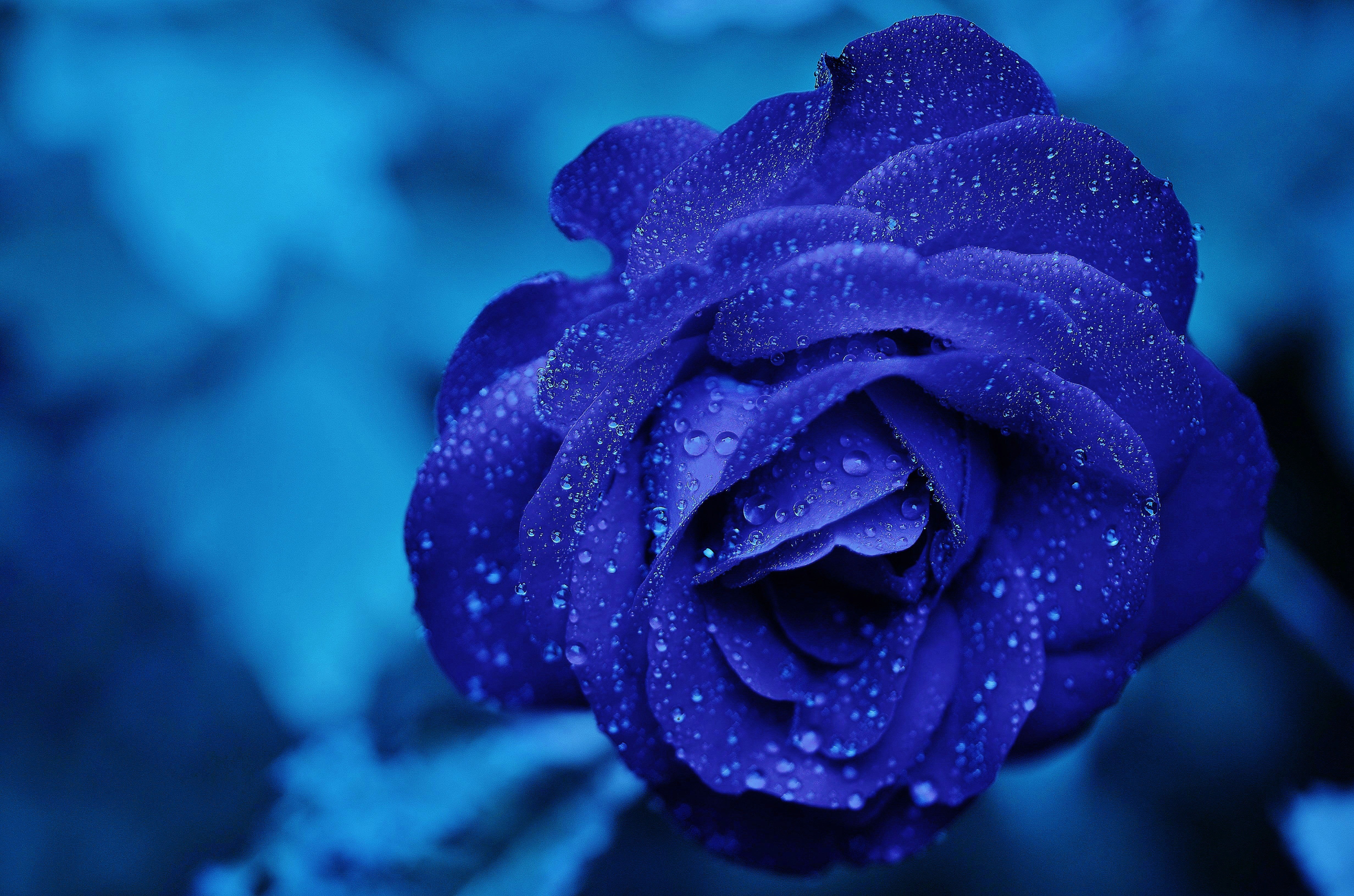 Rose Blue Flower HD image