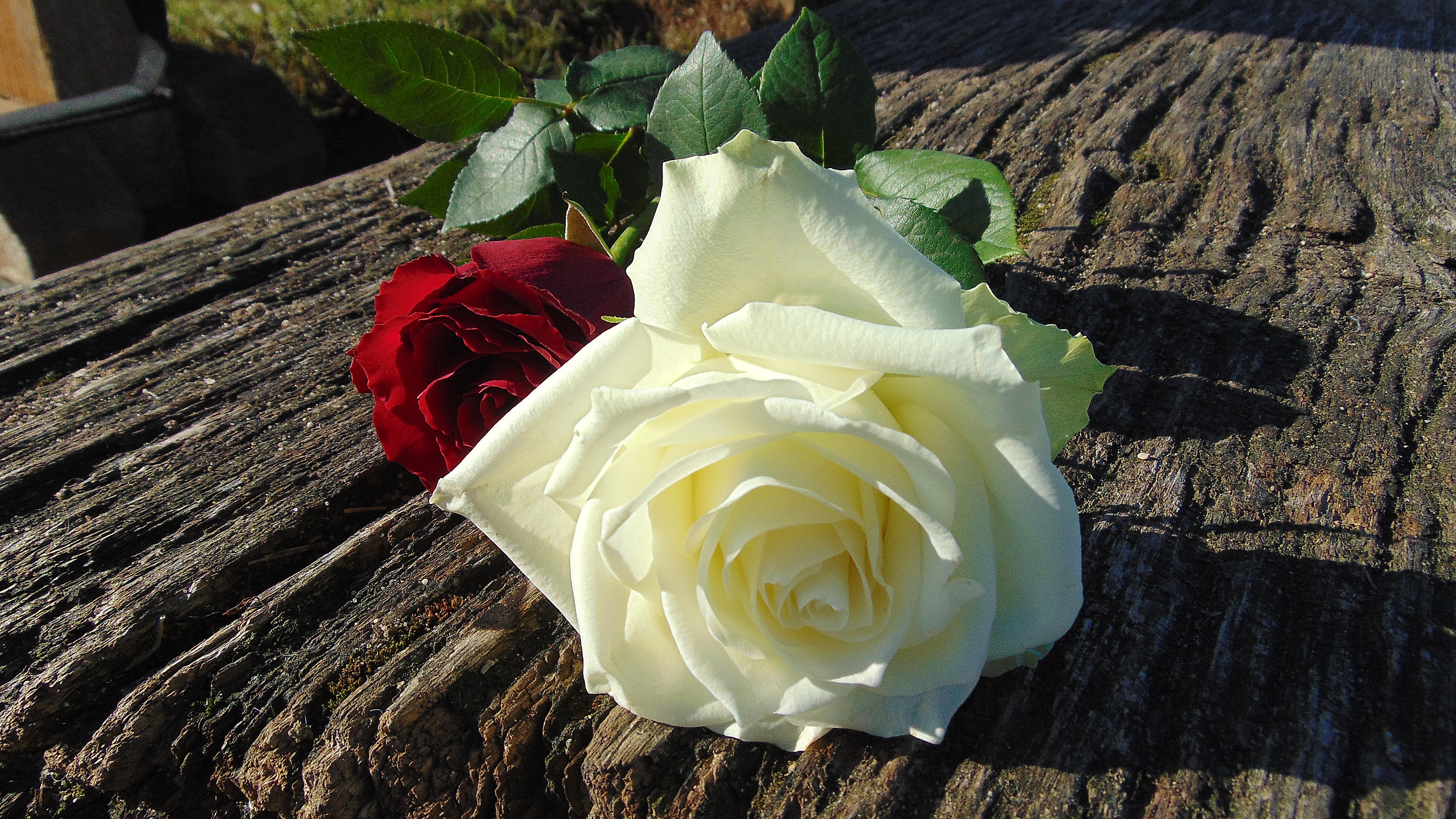 Red Rose Flower Images | Love Rose
