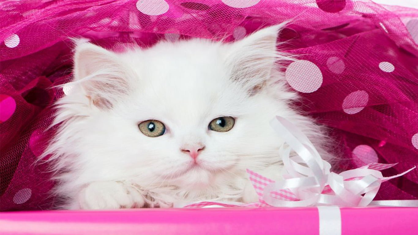 cute cat dp image