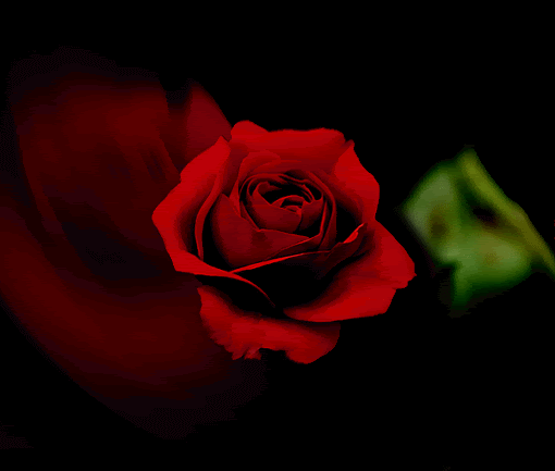 12 Beautiful Flower Gif Animations Images| Rose Gifs