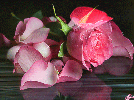 12 Beautiful Flower Gif Animations Images| Rose Gifs