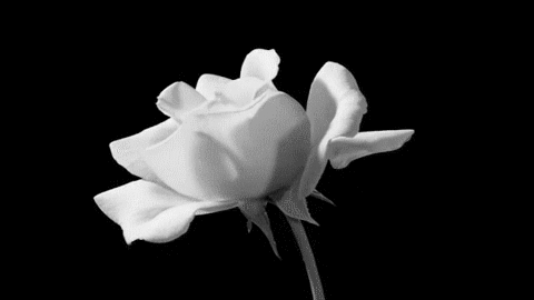 white flower gifs images